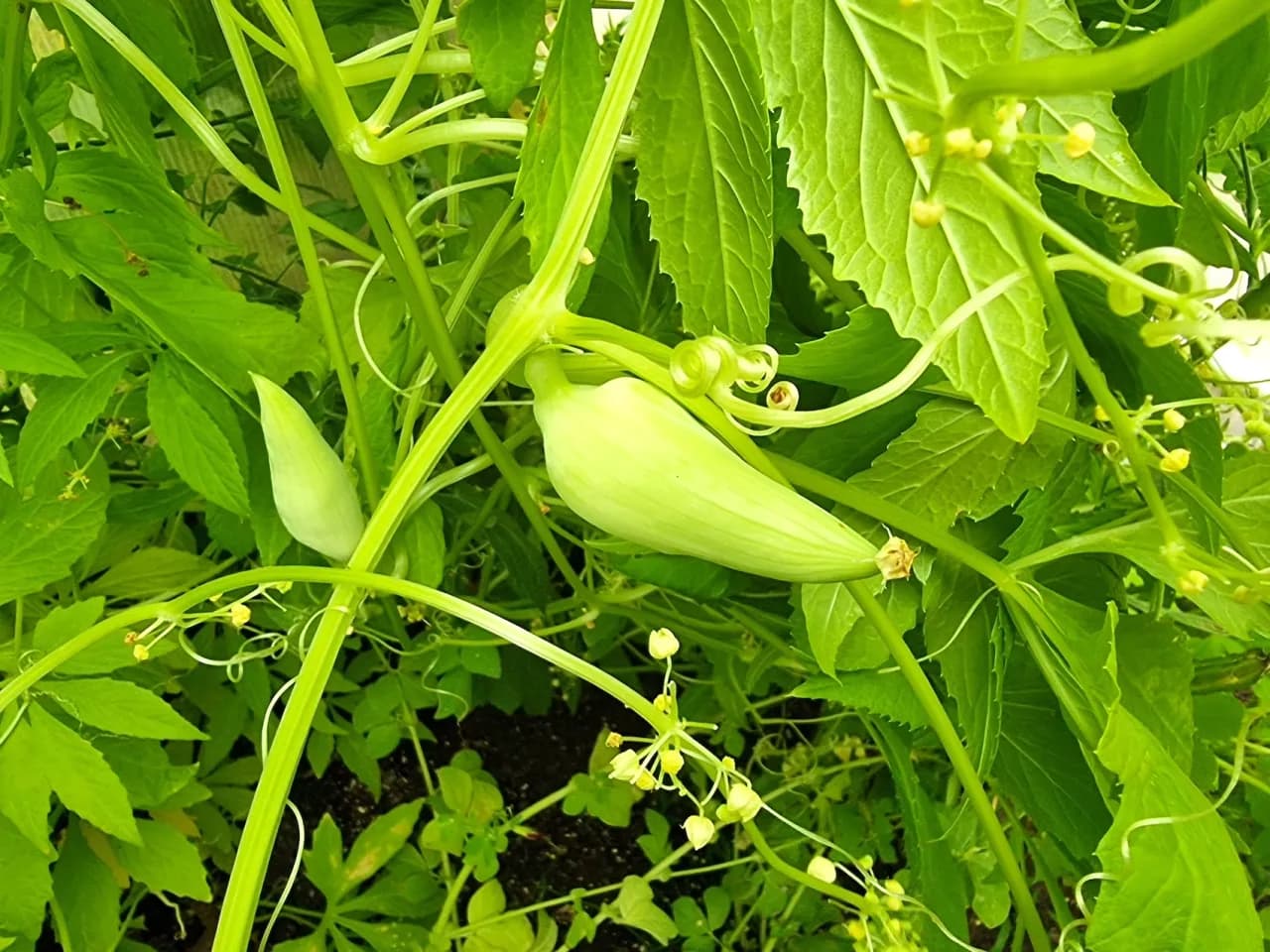 Odkryj Świat Dziki Ogórek: Właściwości i Przepisy z Dzikimi Ogórkami i Cyklanterą Marynowaną