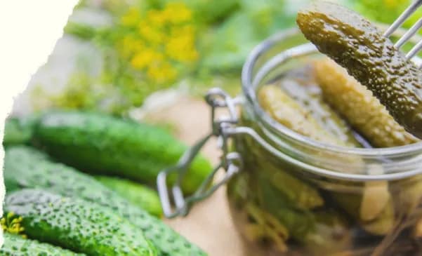 Najlepsze odmiany ogórków do kiszenia, które zapewnią sukces w kuchni