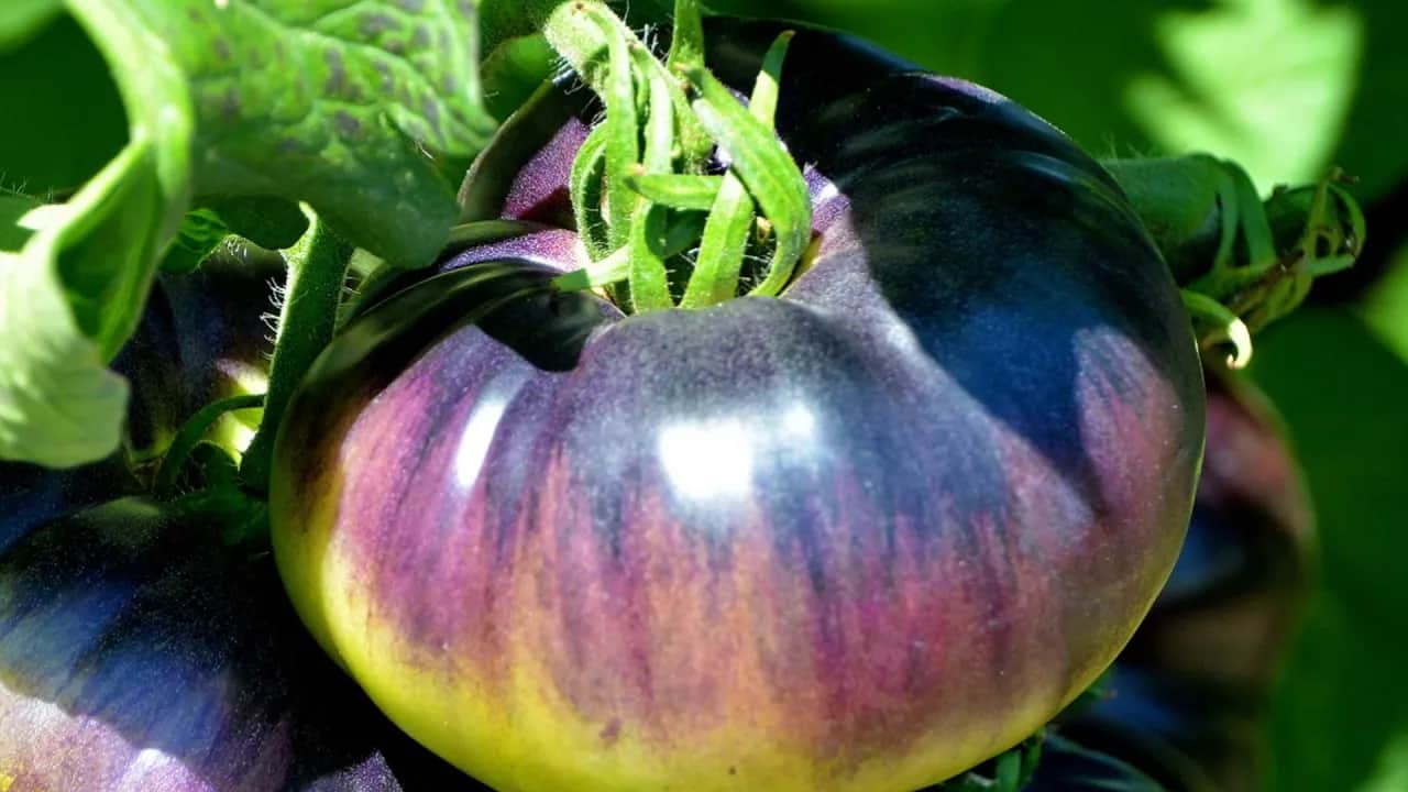 Odkryj tajemnicę niebieskich pomidorów - Blue Gold Pomidor w Dolinie Pomidorowej