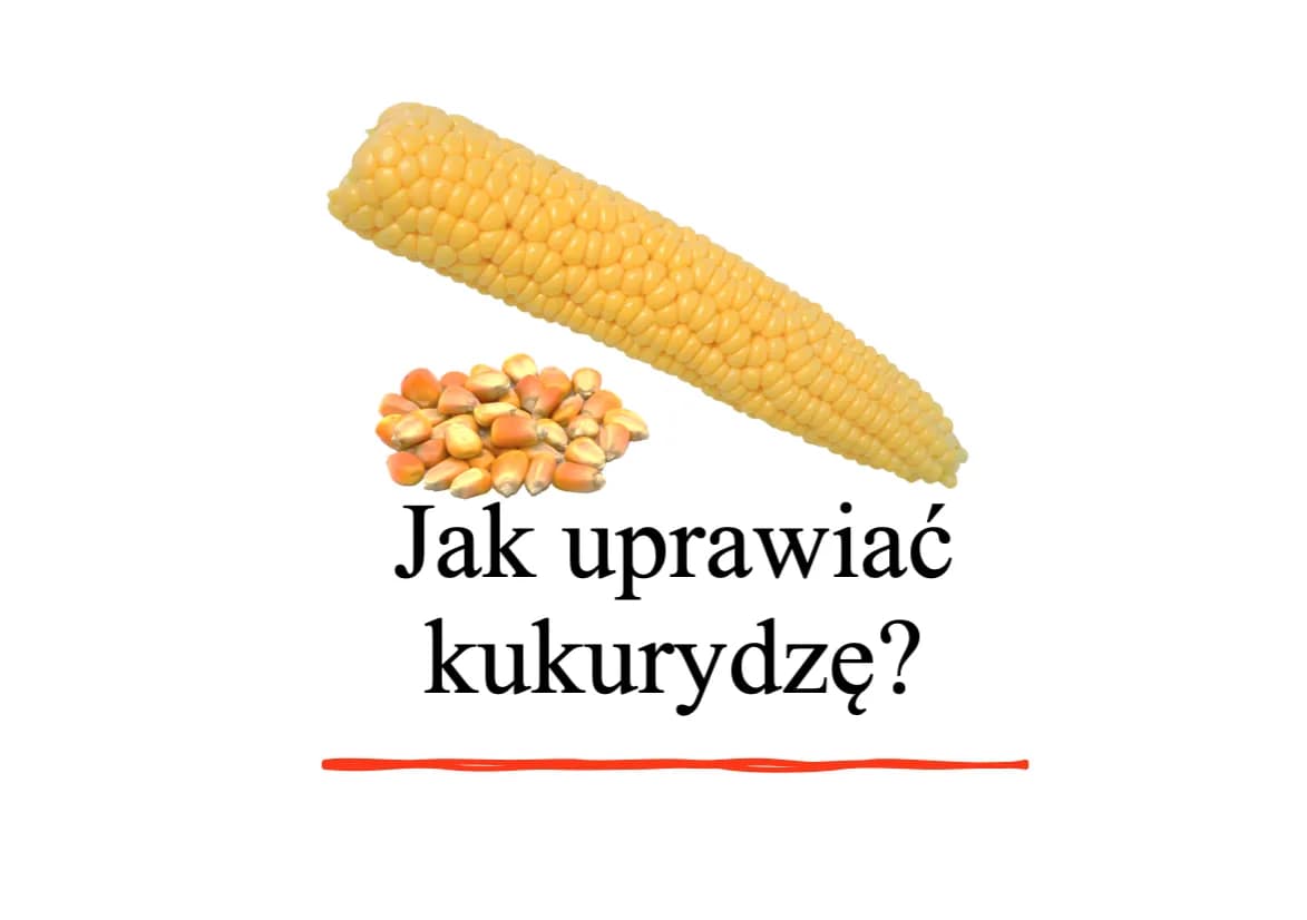 Jak uprawiać kukurydzę w donicach: Porady i wskazówki dla początkujących