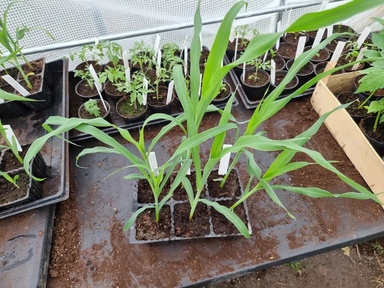 Jak uprawiać kukurydzę w donicach: Porady i wskazówki dla początkujących