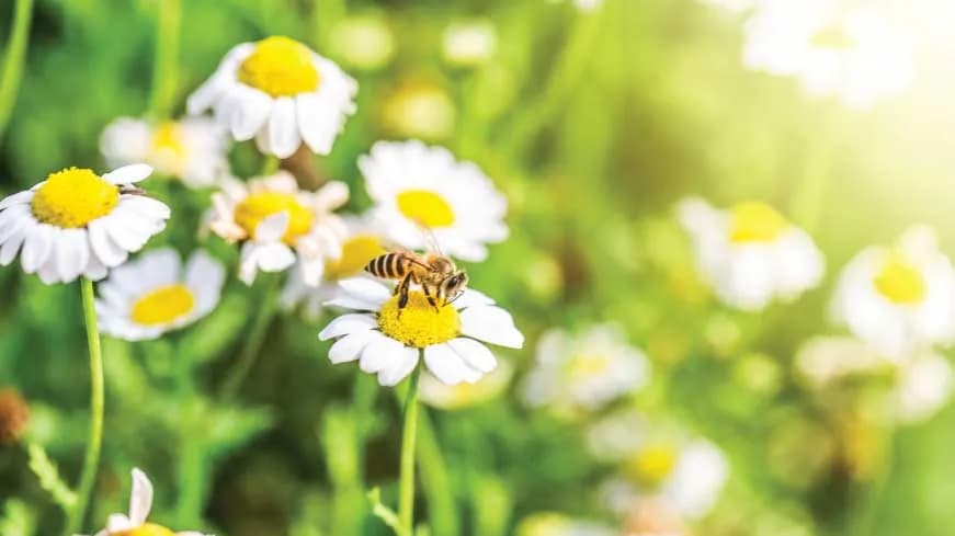 Czy pszczoły jedzą miód? Poznaj ich tajemnice i znaczenie dla życia