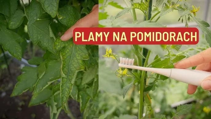 Rozpoznaj i zrozum Niedobory U Pomidorów: Przywróć Zdrowie roślinom